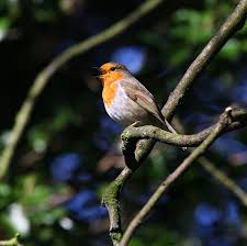Image result for Erithacus rubecula
