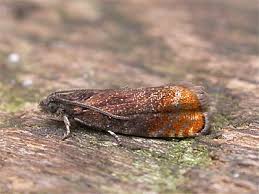 Attēlu rezultāti vaicājumam “Pammene rhediella”