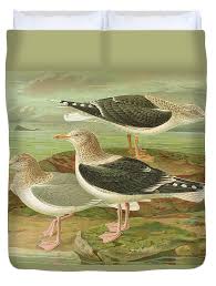 Attēlu rezultāti vaicājumam “Larus marinus”