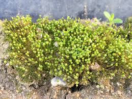 Attēlu rezultāti vaicājumam “Physcomitrium pyriforme”