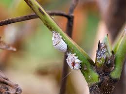 Attēlu rezultāti vaicājumam “Sternorrhyncha”