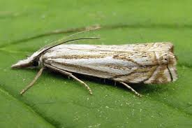 Attēlu rezultāti vaicājumam “Crambus heringiellus”