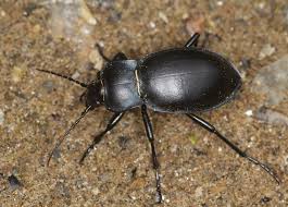 Attēlu rezultāti vaicājumam “Carabus glabratus”