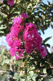 Image result for Lagerstroemia