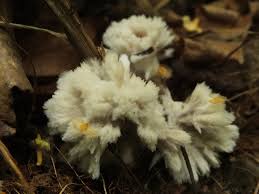 Attēlu rezultāti vaicājumam “Sebacina incrustans”