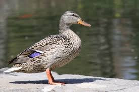 Attēlu rezultāti vaicājumam “Anas platyrhynchos female”