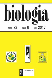 Attēlu rezultāti vaicājumam “Belbodamaeus sp.”