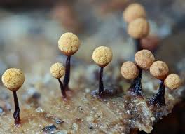 Attēlu rezultāti vaicājumam “Cribraria ferruginea”