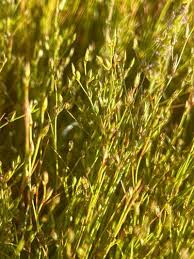 Attēlu rezultāti vaicājumam “Juncus bufonius fruit”