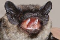 Attēlu rezultāti vaicājumam “Vespertilio murinus”