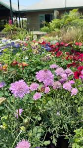 Image result for Scabiosa columbaria