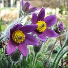 Attēlu rezultāti vaicājumam “Pulsatilla”