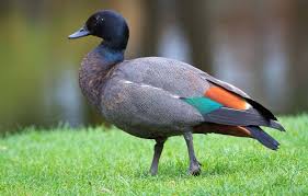 Attēlu rezultāti vaicājumam “Tadorna tadorna male”