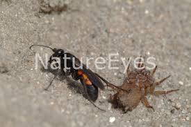 Attēlu rezultāti vaicājumam “Anoplius viaticus”