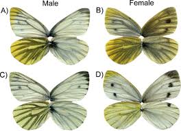 Attēlu rezultāti vaicājumam “Pieris napi male”