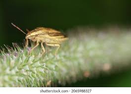 Attēlu rezultāti vaicājumam “Aelia acuminata”