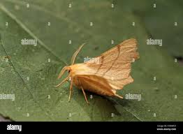 Attēlu rezultāti vaicājumam “Ennomos erosaria”