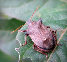 Attēlu rezultāti vaicājumam “Picromerus bidens”