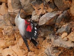 Image result for Tichodroma muraria