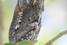 Image result for Otus scops
