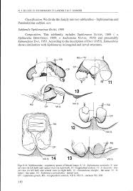 Attēlu rezultāti vaicājumam “Siphlonurus male”