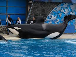 Image result for Orcinus orca