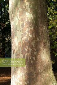 Attēlu rezultāti vaicājumam “Platanus x hispanica (syn. Platanus x acerifolia)”