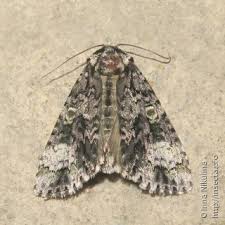 Attēlu rezultāti vaicājumam “Craniophora ligustri imago”