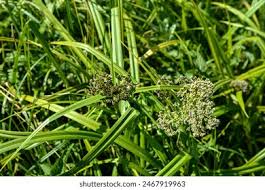Attēlu rezultāti vaicājumam “Scirpus sylvaticus flower”