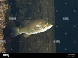 Image result for Micropterus dolomieu