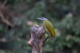 Attēlu rezultāti vaicājumam “Picus canus female”