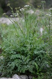 Attēlu rezultāti vaicājumam “Oenanthe oenanthe”