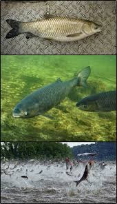 Image result for Ctenopharyngodon idella