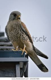 Attēlu rezultāti vaicājumam “Falco tinnunculus”