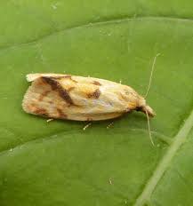 Attēlu rezultāti vaicājumam “Agapeta hamana”