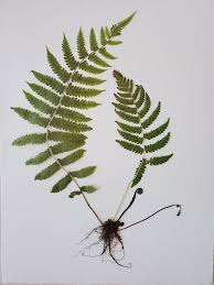 Attēlu rezultāti vaicājumam “Thelypteris palustris”