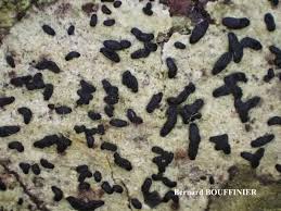 Attēlu rezultāti vaicājumam “Alyxoria varia”