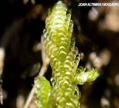 Attēlu rezultāti vaicājumam “Neckera crispa”