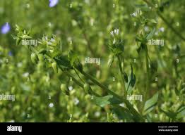 Attēlu rezultāti vaicājumam “Stellaria media bud”