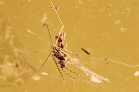 Attēlu rezultāti vaicājumam “Cecidomyiidae”