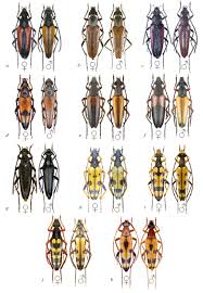 Attēlu rezultāti vaicājumam “Stenurella melanura”