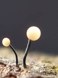 Attēlu rezultāti vaicājumam “Physarum pezizoideum macro”