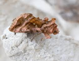 Attēlu rezultāti vaicājumam “Autographa excelsa”
