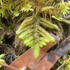 Attēlu rezultāti vaicājumam “Pseudoscleropodium purum”