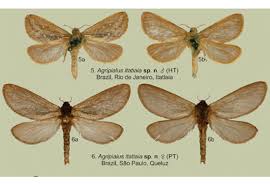 Attēlu rezultāti vaicājumam “Hepialidae”