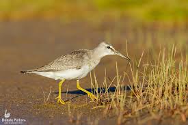 Image result for Tringa brevipes