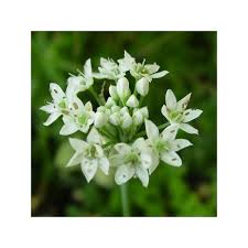 Image result for Allium tuberosum