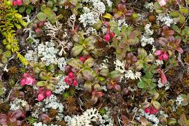 Attēlu rezultāti vaicājumam “Vaccinium vitis-idaea flower”