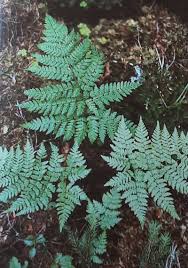 Attēlu rezultāti vaicājumam “Dryopteris expansa”