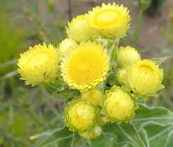 Image result for Helichrysum foetidum